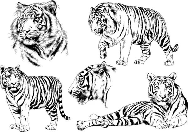 Conjunto Dibujos Vectoriales Sobre Tema Los Depredadores Tigres Dibujan Mano — Vector de stock