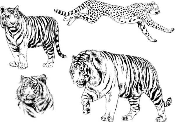 Set Vector Drawings Theme Predators Tigers Drawn Hand Ink Tattoo — Stock Vector