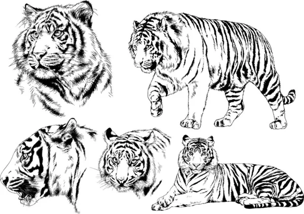 Serie Disegni Vettoriali Sul Tema Dei Predatori Tigri Sono Disegnati — Vettoriale Stock