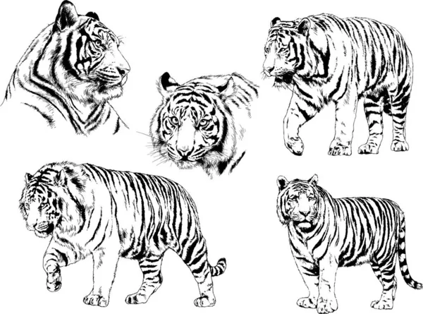 Set Vector Drawings Theme Predators Tigers Drawn Hand Ink Tattoo — Stock Vector