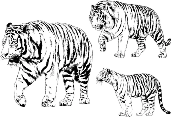 Conjunto Dibujos Vectoriales Sobre Tema Los Depredadores Tigres Dibujan Mano — Vector de stock