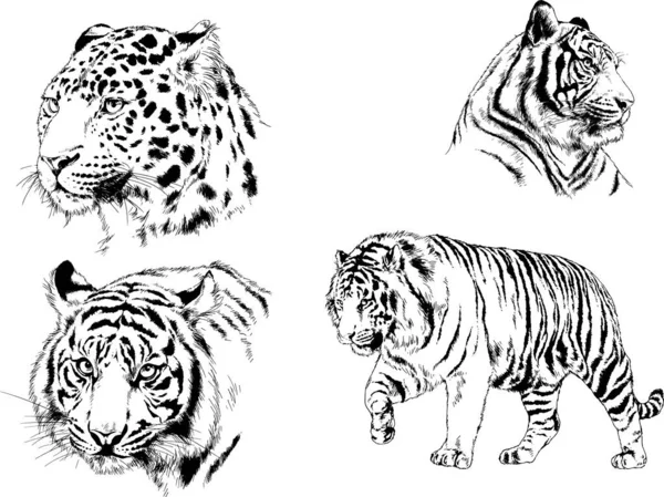 Set Vector Drawings Theme Predators Tigers Drawn Hand Ink Tattoo — Stock Vector