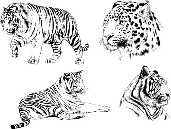 Set Vector Drawings Theme Predators Tigers Drawn Hand Ink Tattoo — Stock Vector