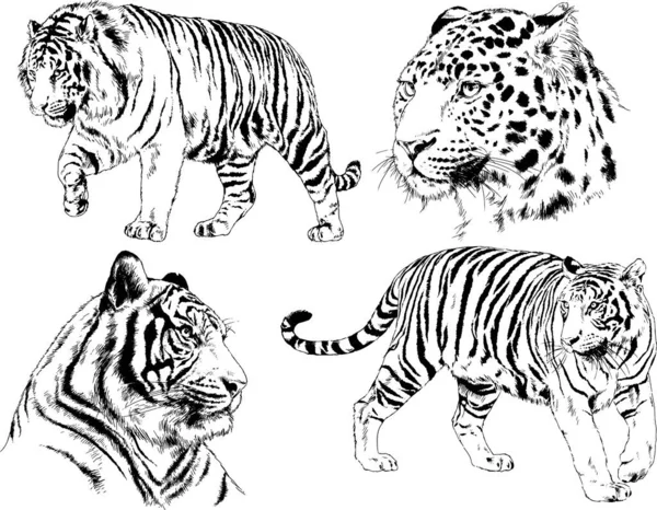 Conjunto Dibujos Vectoriales Sobre Tema Los Depredadores Tigres Dibujan Mano — Vector de stock