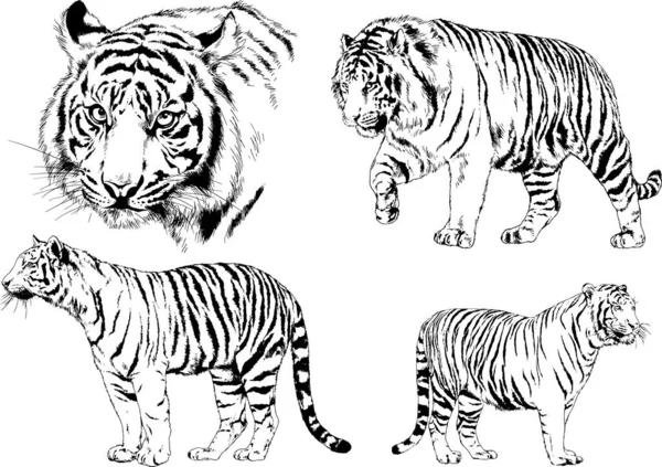 Set Vector Drawings Theme Predators Tigers Drawn Hand Ink Tattoo — Stock Vector