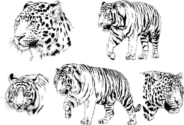 Serie Disegni Vettoriali Sul Tema Dei Predatori Tigri Sono Disegnati — Vettoriale Stock