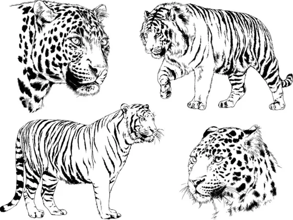 Set Vector Drawings Theme Predators Tigers Drawn Hand Ink Tattoo — Stock Vector