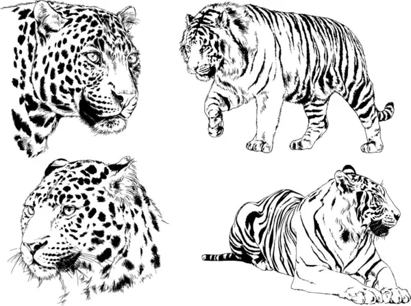 Conjunto Desenhos Vetoriais Sobre Tema Tigres Predadores São Desenhados Mão —  Vetores de Stock