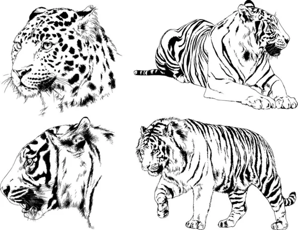 Ensemble Dessins Vectoriels Sur Thème Des Prédateurs Tigres Sont Dessinés — Image vectorielle