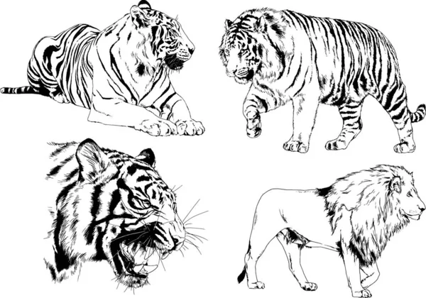 Serie Disegni Vettoriali Sul Tema Dei Predatori Tigri Sono Disegnati — Vettoriale Stock