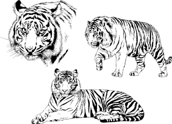 Set Vector Drawings Theme Predators Tigers Drawn Hand Ink Tattoo — Stock Vector