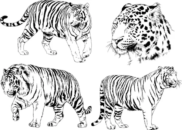 Conjunto Dibujos Vectoriales Sobre Tema Los Depredadores Tigres Dibujan Mano — Archivo Imágenes Vectoriales