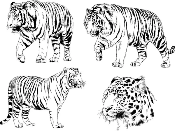 Conjunto Dibujos Vectoriales Sobre Tema Los Depredadores Tigres Dibujan Mano — Vector de stock