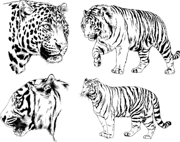 Conjunto Dibujos Vectoriales Sobre Tema Los Depredadores Tigres Dibujan Mano — Vector de stock