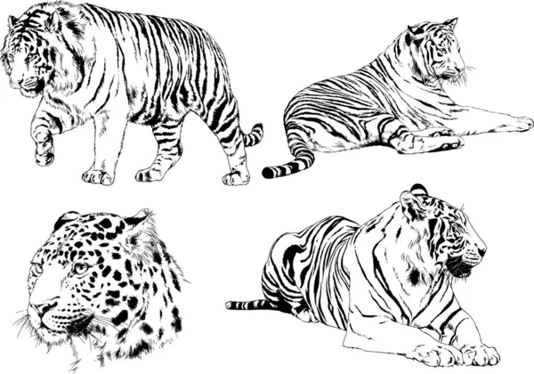 Set Vector Drawings Theme Predators Tigers Drawn Hand Ink Tattoo — Stock Vector