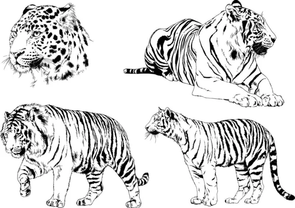 Ensemble Dessins Vectoriels Sur Thème Des Prédateurs Tigres Sont Dessinés — Image vectorielle