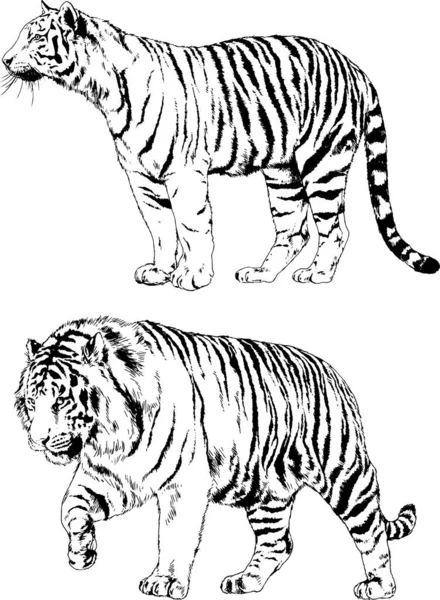 Set Vector Drawings Theme Predators Tigers Drawn Hand Ink Tattoo — Stock Vector