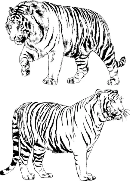 Ensemble Dessins Vectoriels Sur Thème Des Prédateurs Tigres Sont Dessinés — Image vectorielle