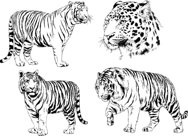 Set Vector Drawings Theme Predators Tigers Drawn Hand Ink Tattoo — Stock Vector