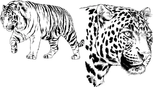 Conjunto Dibujos Vectoriales Sobre Tema Los Depredadores Tigres Dibujan Mano — Archivo Imágenes Vectoriales