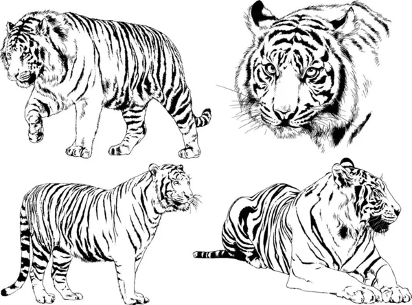 Set Vector Drawings Theme Predators Tigers Drawn Hand Ink Tattoo — Stock Vector