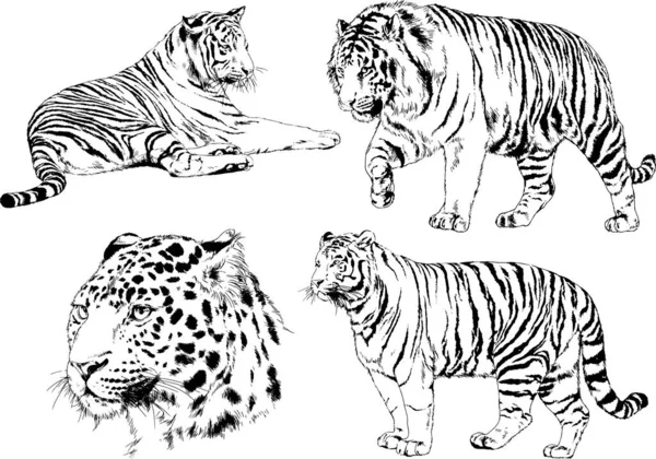 Набор Векторных Рисунков Тему Хищников Тигры Рисуются Вручную Чернилами Татуировки — стоковый вектор