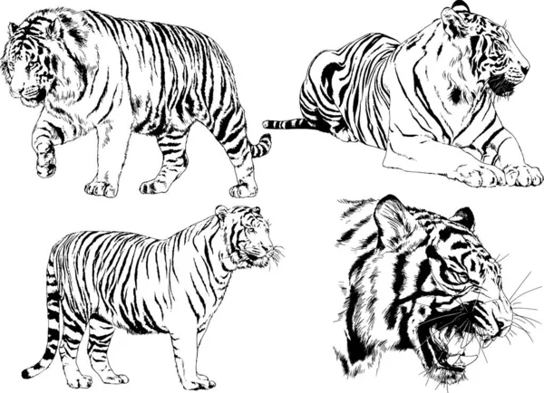 Conjunto Dibujos Vectoriales Sobre Tema Los Depredadores Tigres Dibujan Mano — Vector de stock