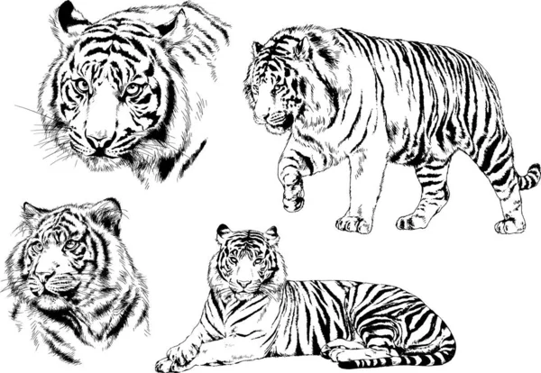 Set Vector Drawings Theme Predators Tigers Drawn Hand Ink Tattoo — Stock Vector