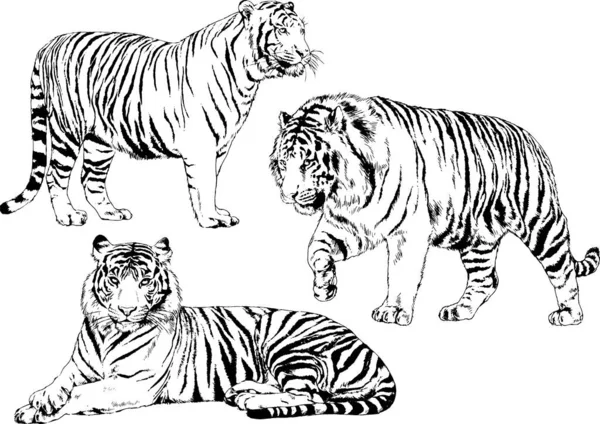 Ensemble Dessins Vectoriels Sur Thème Des Prédateurs Tigres Sont Dessinés — Image vectorielle