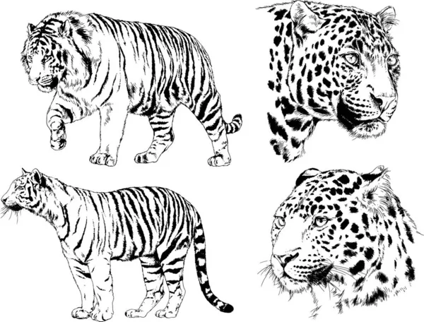 Sada Vektorových Kreseb Téma Dravci Tygři Jsou Kresleny Ručně Inkoustem — Stockový vektor