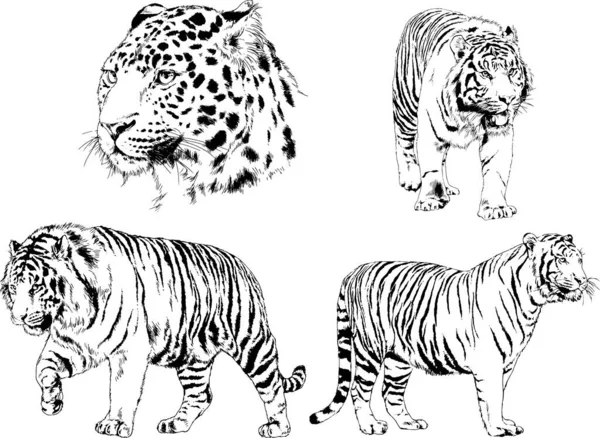 Conjunto Dibujos Vectoriales Sobre Tema Los Depredadores Tigres Dibujan Mano — Archivo Imágenes Vectoriales