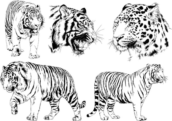 Serie Disegni Vettoriali Sul Tema Dei Predatori Tigri Sono Disegnati — Vettoriale Stock