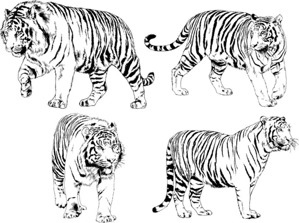 Set Vector Drawings Theme Predators Tigers Drawn Hand Ink Tattoo — Stock Vector