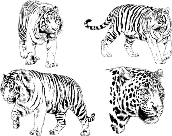 Set Vector Drawings Theme Predators Tigers Drawn Hand Ink Tattoo — Stock Vector