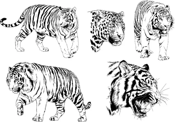 Serie Disegni Vettoriali Sul Tema Dei Predatori Tigri Sono Disegnati — Vettoriale Stock