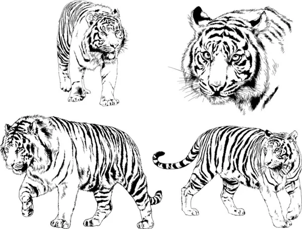 Serie Disegni Vettoriali Sul Tema Dei Predatori Tigri Sono Disegnati — Vettoriale Stock