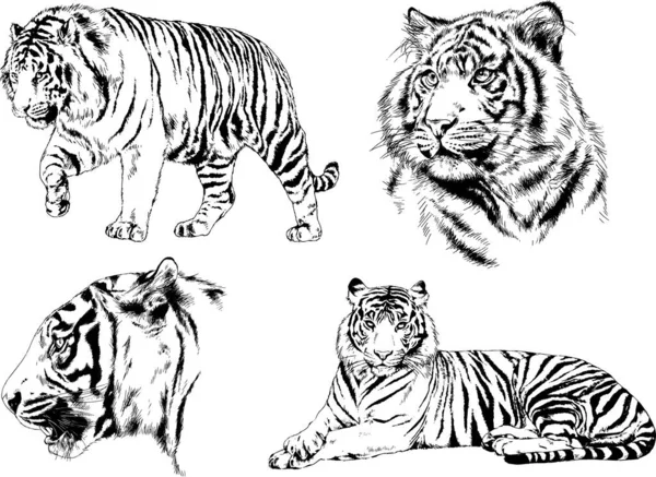 Ilustração Plana Do Tigre De Jogo Bonito. Símbolo Do Novo Ano 2022