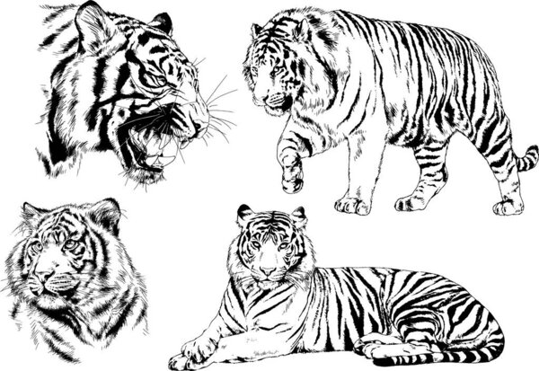 set of vector drawings on the theme of predators tigers are drawn by hand with ink tattoo logos