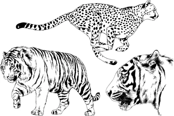 Conjunto Dibujos Vectoriales Sobre Tema Los Depredadores Tigres Dibujan Mano — Archivo Imágenes Vectoriales