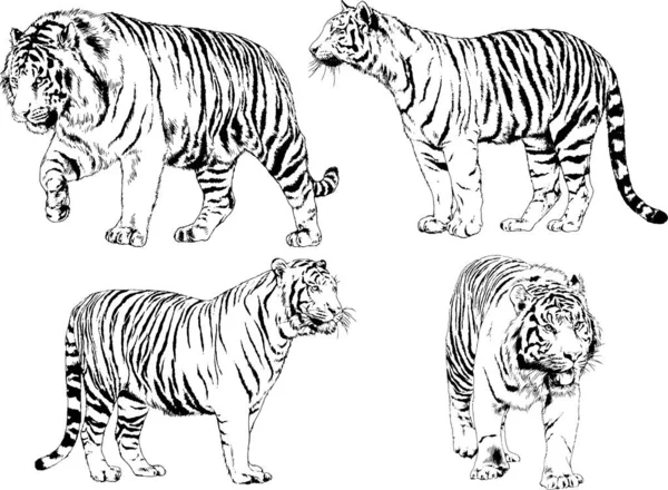 Reihe Von Vektorzeichnungen Zum Thema Raubtiere Tiger Werden Von Hand — Stockvektor
