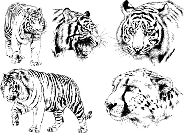 Conjunto Dibujos Vectoriales Sobre Tema Los Depredadores Tigres Dibujan Mano — Vector de stock