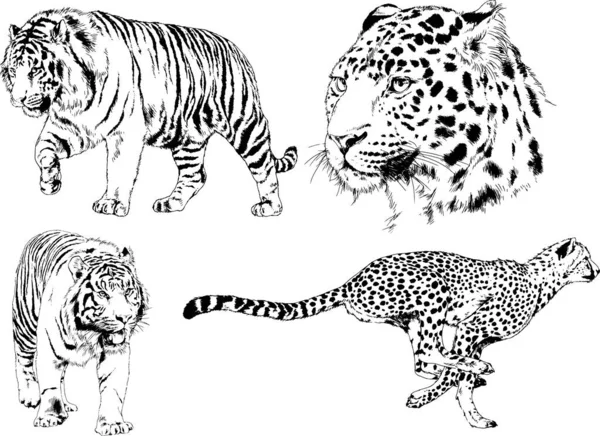 Ensemble Dessins Vectoriels Sur Thème Des Prédateurs Tigres Sont Dessinés — Image vectorielle