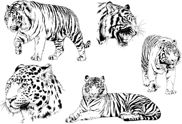 Set Vector Drawings Theme Predators Tigers Drawn Hand Ink Tattoo — Stock Vector