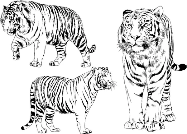 Set Vector Drawings Theme Predators Tigers Drawn Hand Ink Tattoo — Stock Vector