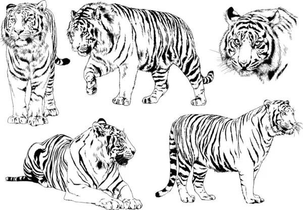 Conjunto Dibujos Vectoriales Sobre Tema Los Depredadores Tigres Dibujan Mano — Vector de stock