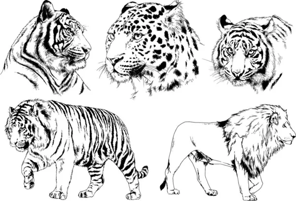 Set Vector Drawings Theme Predators Tigers Drawn Hand Ink Tattoo — Stock Vector