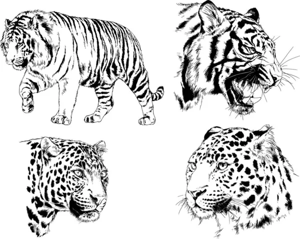 Sæt Vektortegninger Temaet Rovdyr Tigre Tegnet Hånden Med Blæk Tatovering – Stock-vektor