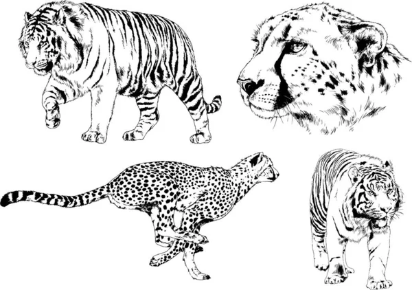 Serie Disegni Vettoriali Sul Tema Dei Predatori Tigri Sono Disegnati — Vettoriale Stock