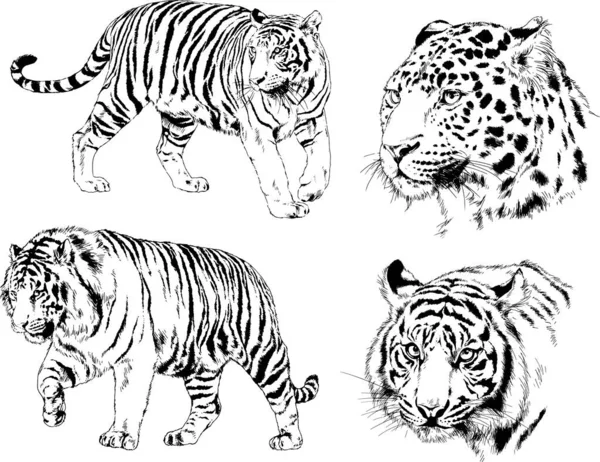 Set Vector Drawings Theme Predators Tigers Drawn Hand Ink Tattoo — Stock Vector