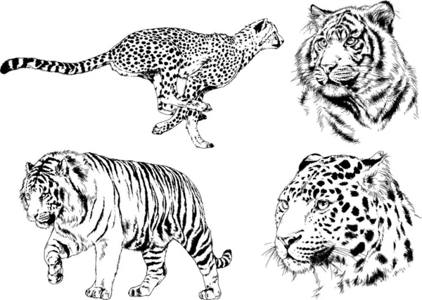 Set Vector Drawings Theme Predators Tigers Drawn Hand Ink Tattoo — Stock Vector